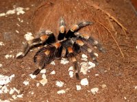 75 - RED KNEED TARANTULA - STAVRI STEVEN - cyprus <div